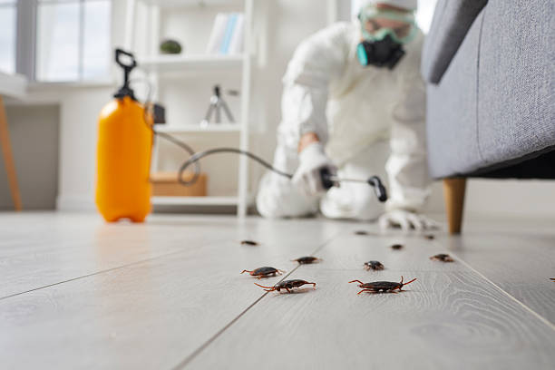 Post-Treatment Bed Bug Interceptor Monitoring in Roselle
